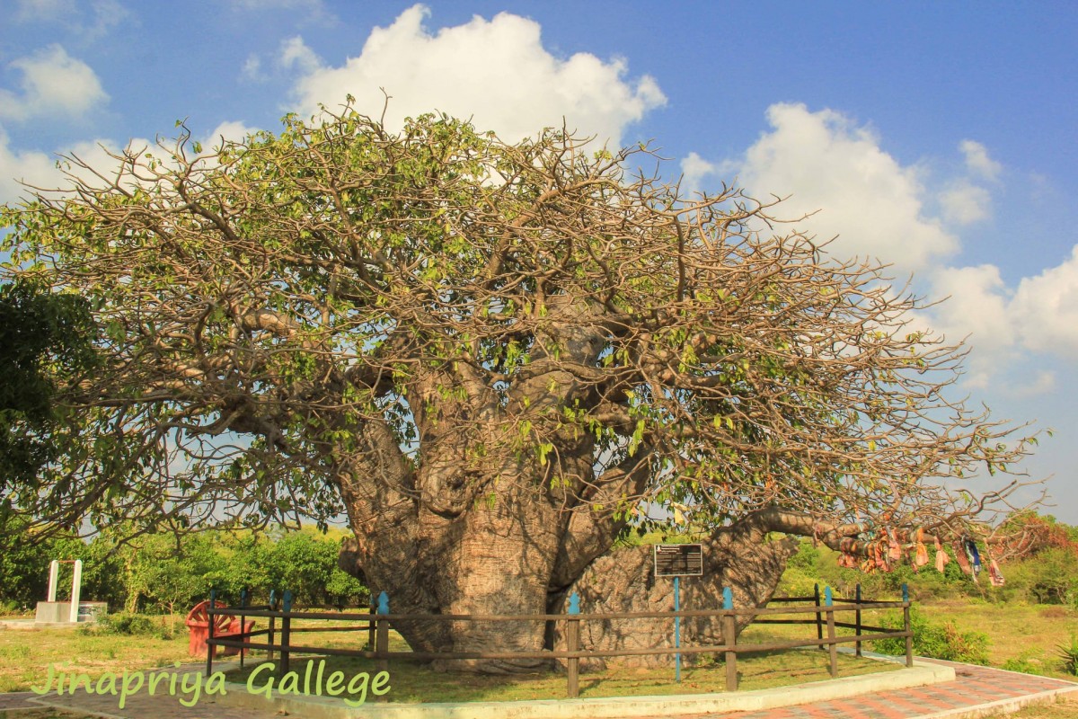 Adansonia digitata L.